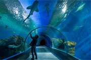 水族錧用什么材質(zhì)